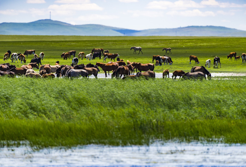 内蒙古，草原奇观与文化瑰宝的辽阔画卷